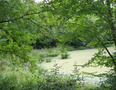 Les Ogonières